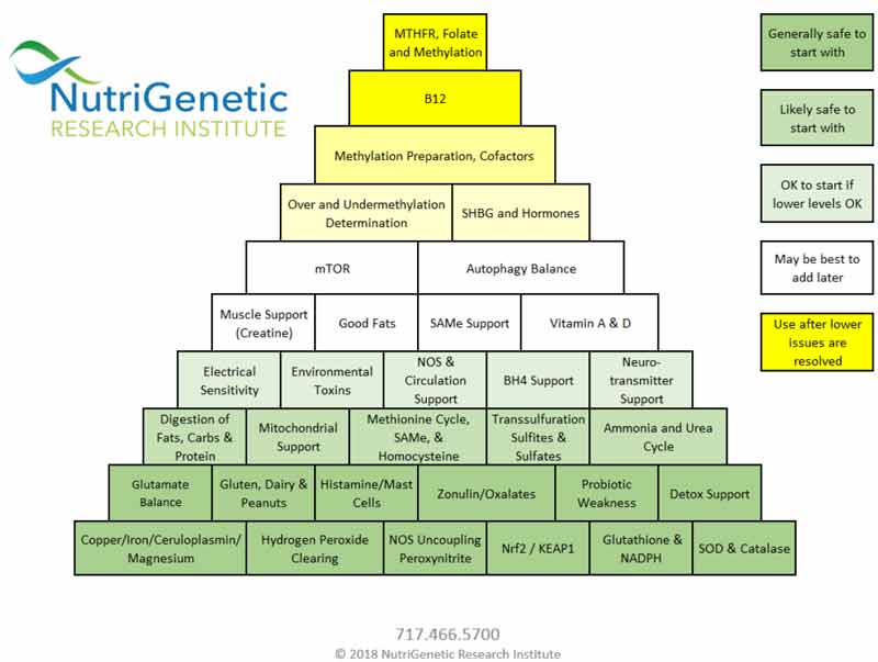 nutrigenetic hierarchical pyramid