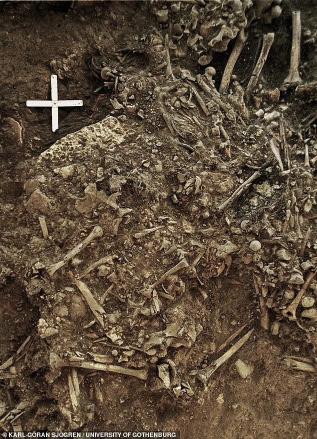This image shows the remains of a 20-year old woman  from around 4,900 ago. She was likely  killed by the first plague pandemic. She was one of the victims of a plague pandemic that likely lead to the decline of the Neolithic societies in Europe, scientists claim 