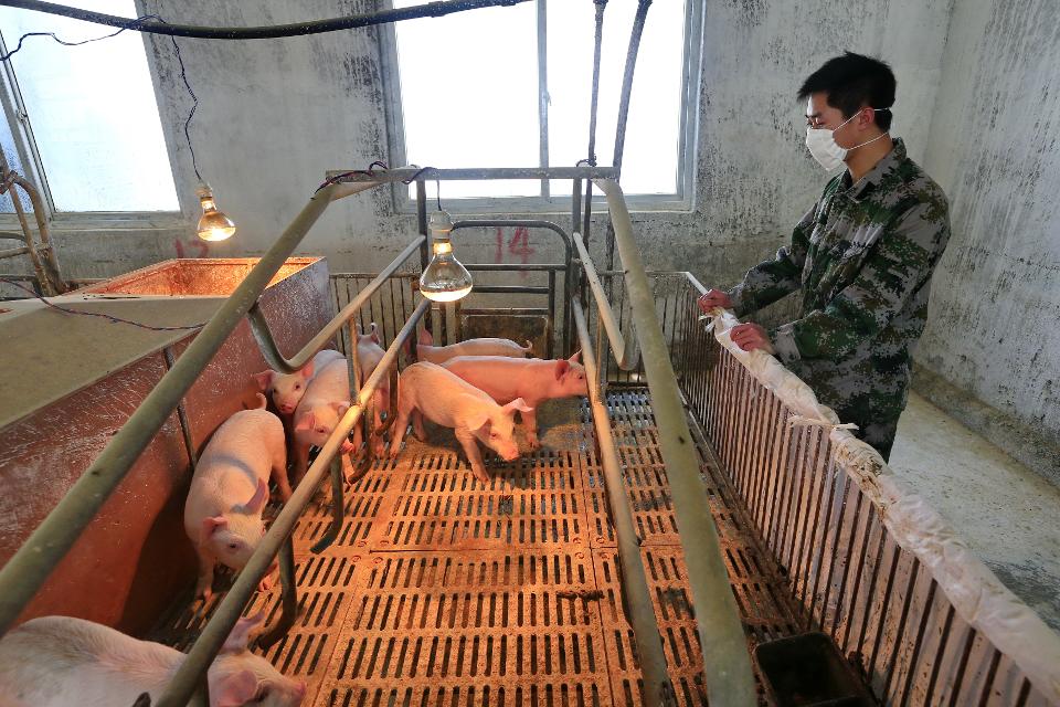 CHINA SUINING PIG FARMING swine flu virus pandemic potential